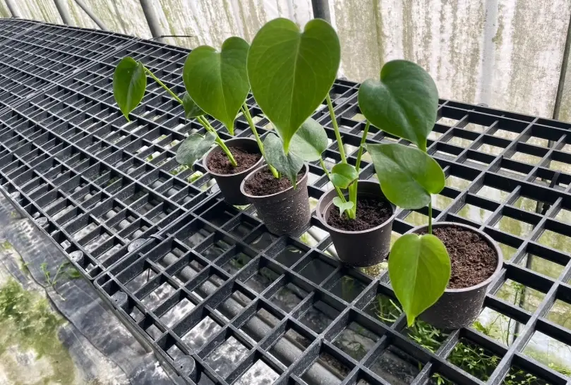3吋盆 換盆