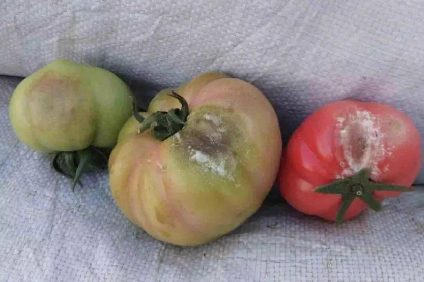 番茄高溫落花