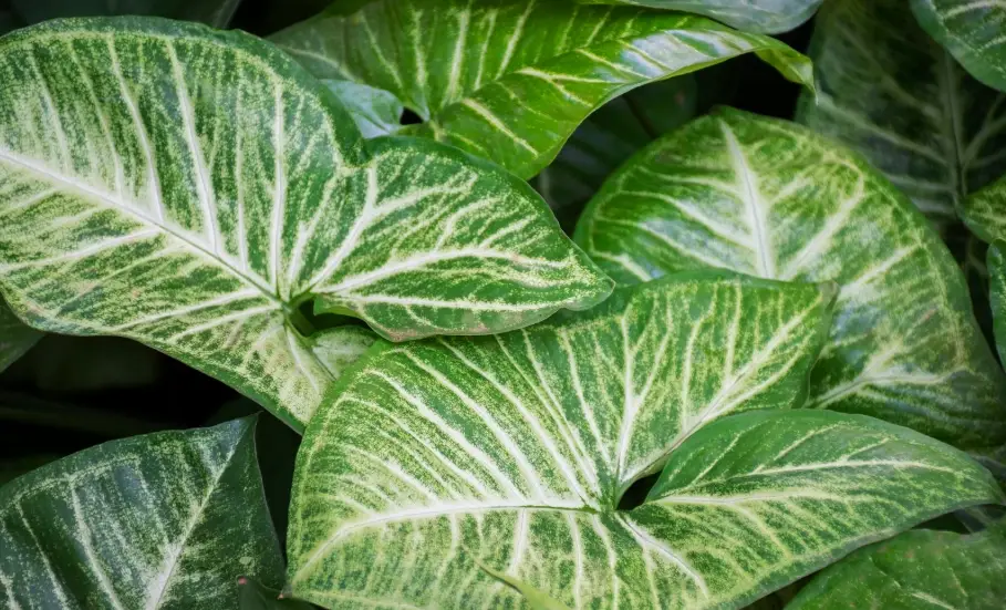 全光譜植物燈 全光譜植物燈
