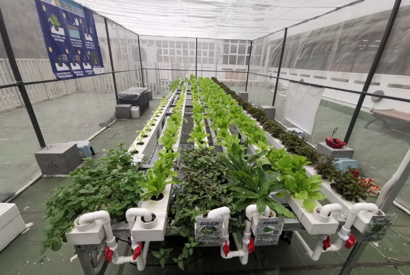 竹柏水耕爛根
