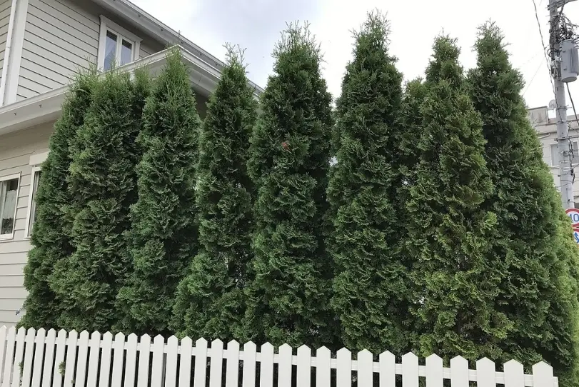 矮籬植物推薦
