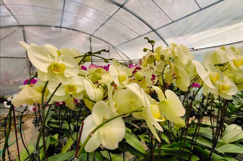 蘭花高芽繁殖