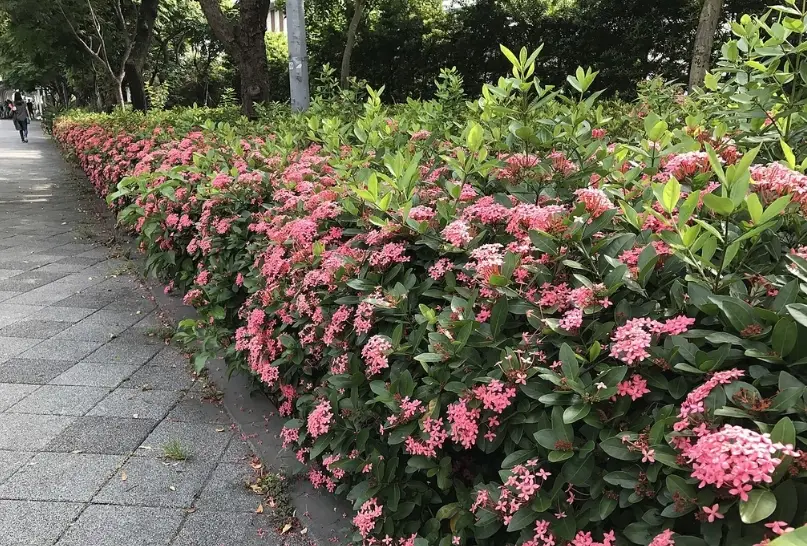 矮籬修剪