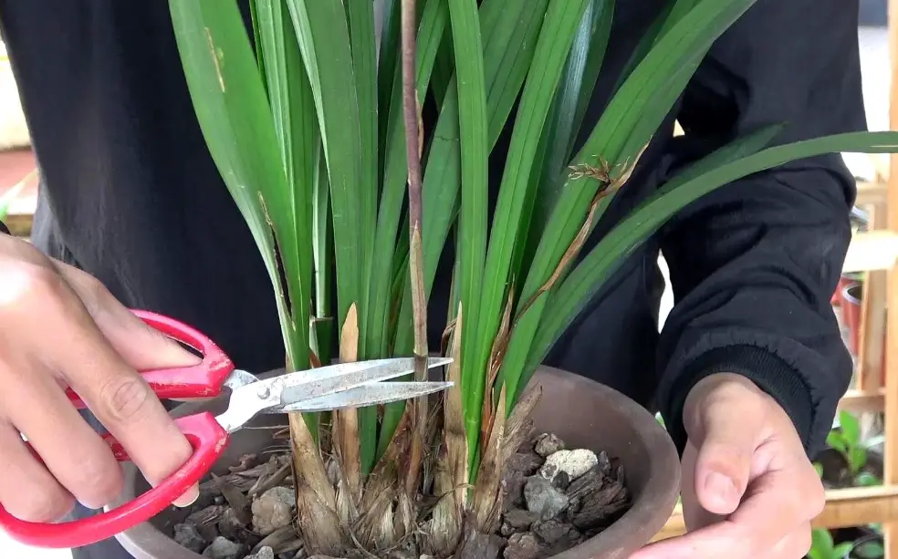 蝴蝶蘭分株
