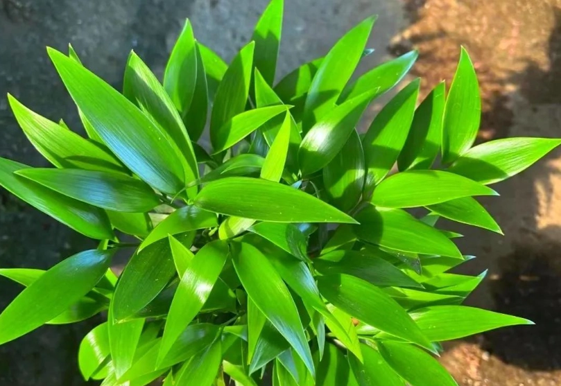 竹柏水培方法