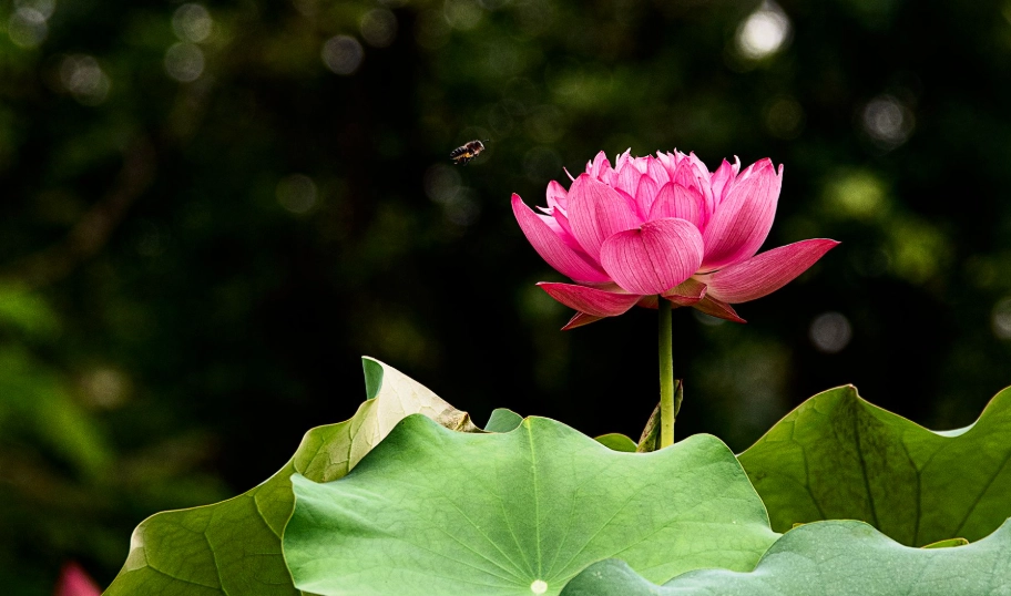 重瓣茶花