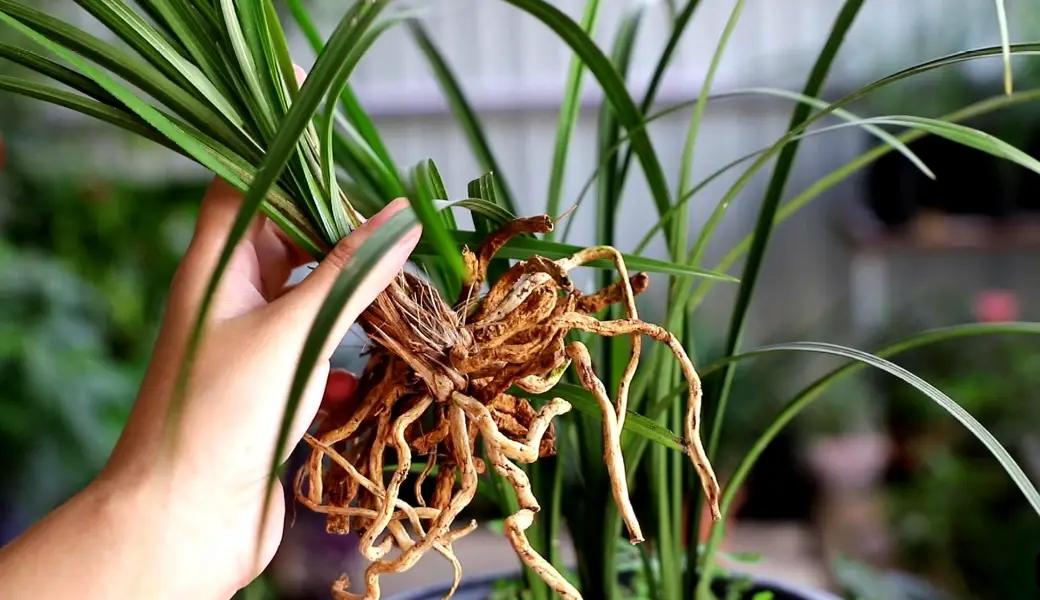 蘭花高芽繁殖