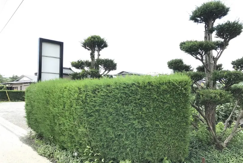 矮籬植物推薦