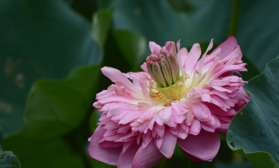 重瓣花照顧