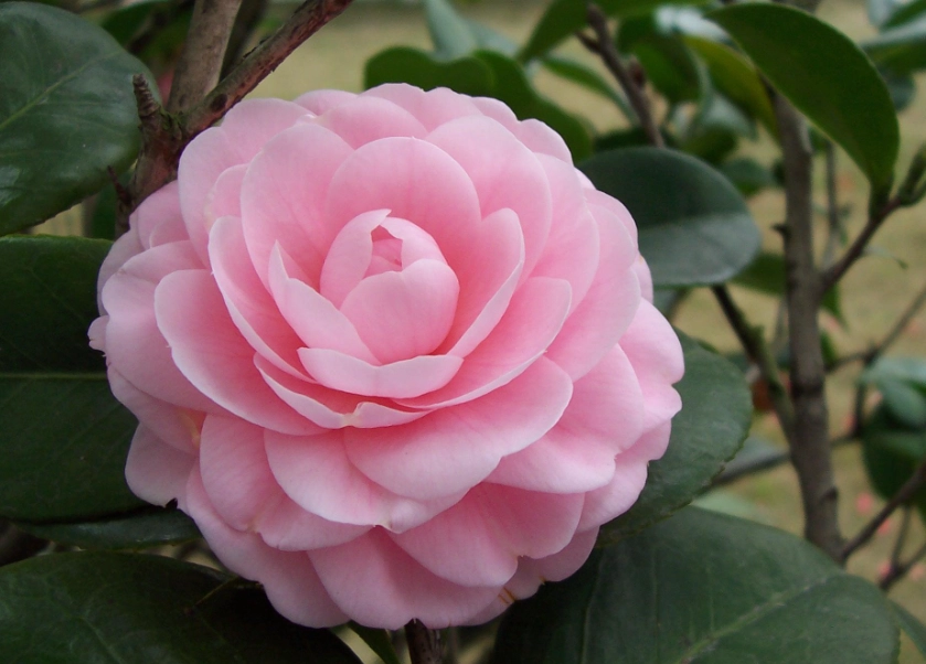 重瓣花品種