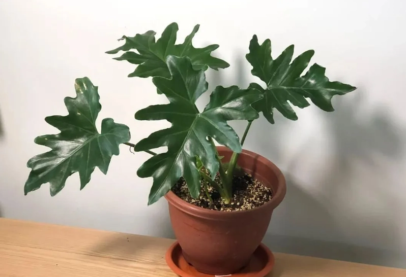 黑金蔓綠絨 照顧