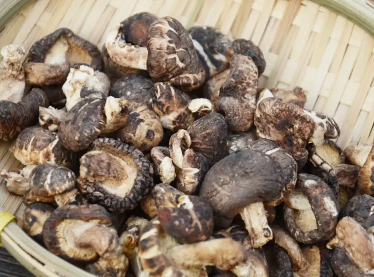 大陸香菇分辨方法