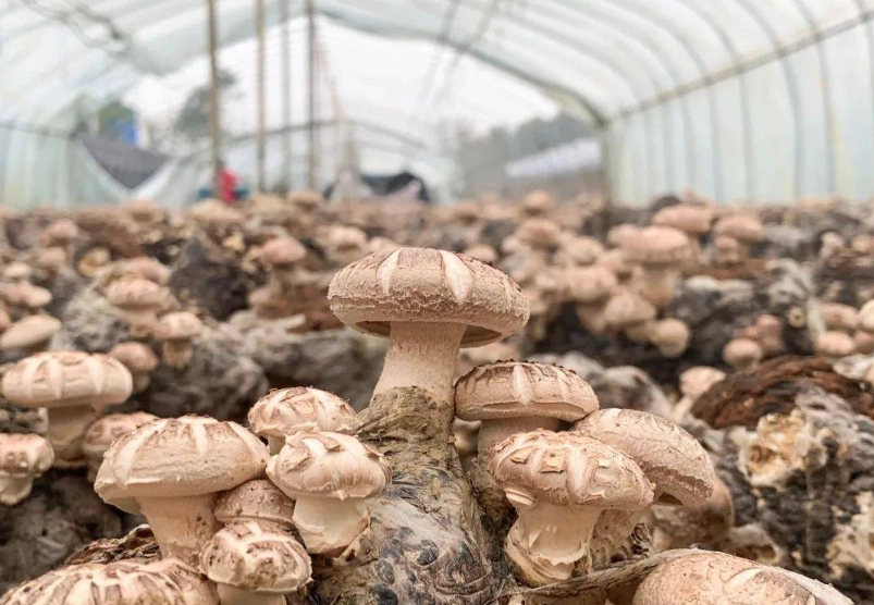 大陸香菇分辨方法