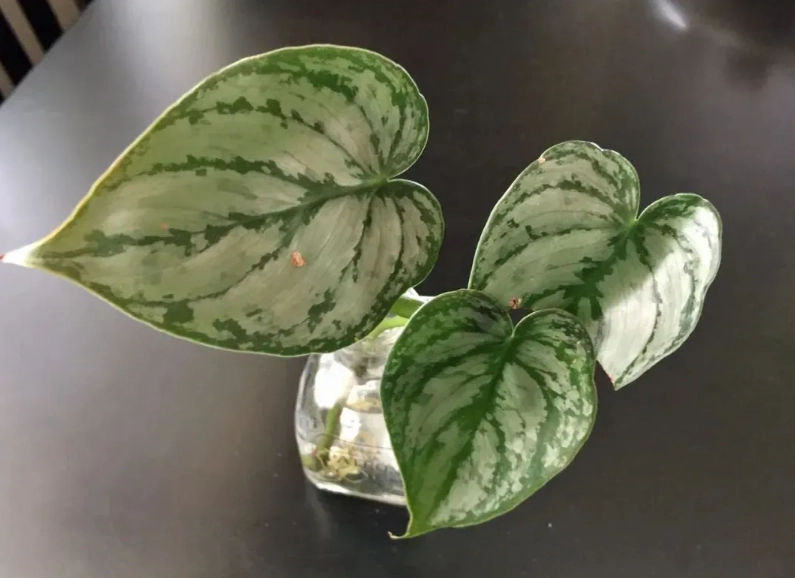 黑金蔓綠絨 照顧
