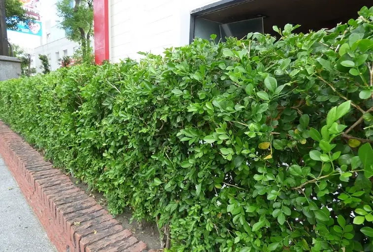 綠籬植物推薦 綠籬植物推薦