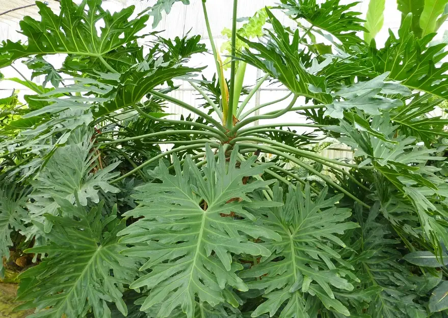 黑金蔓綠絨 照顧