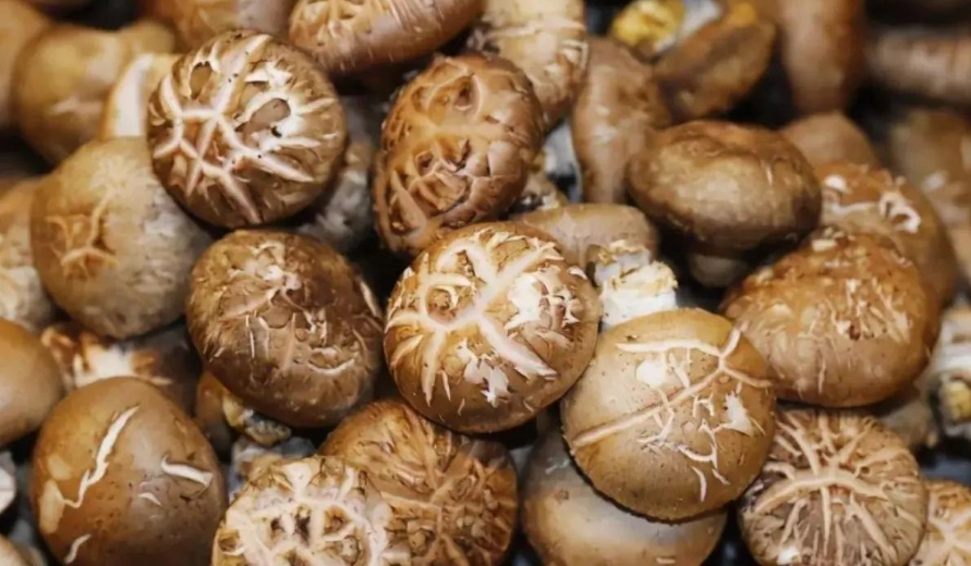 大陸香菇分辨方法
