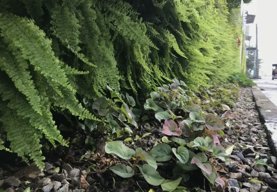 綠籬植物推薦 綠籬植物推薦