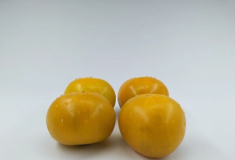 黃番茄品種 黃番茄品種
