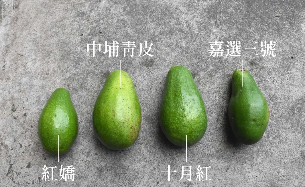 酪梨怎麼挑