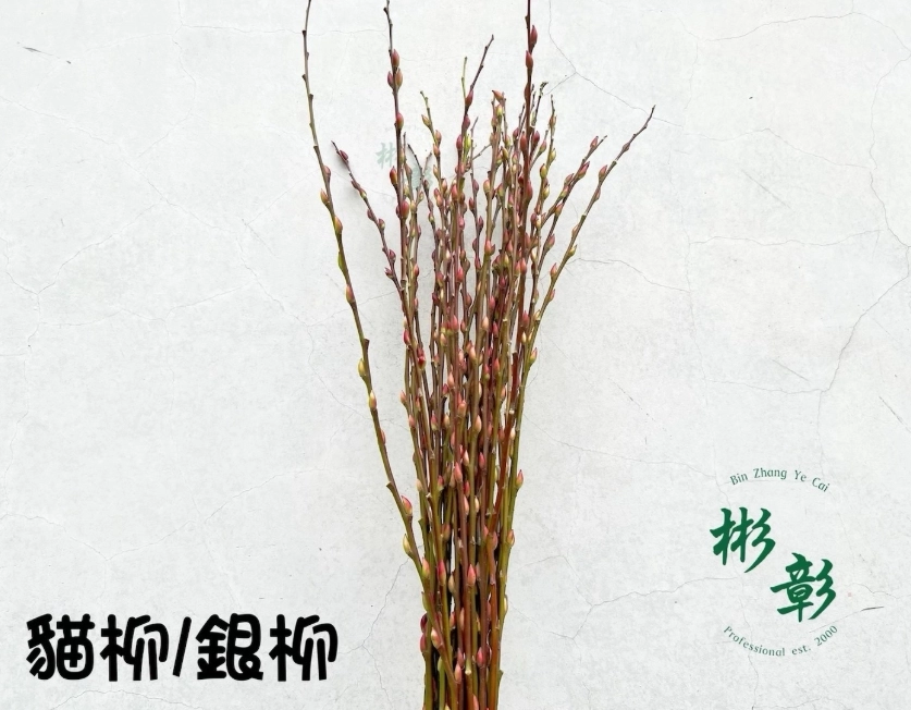 銀柳照顧