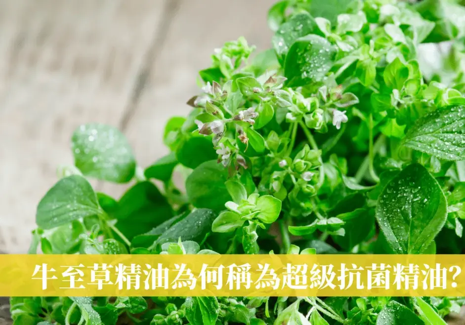 牛至精油稀釋比例 牛至精油稀釋比例