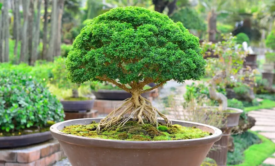 盆栽樹照顧 盆栽樹照顧