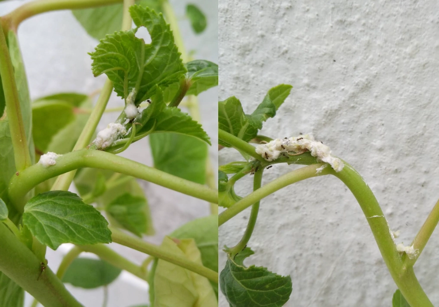 介殼蟲生物防治