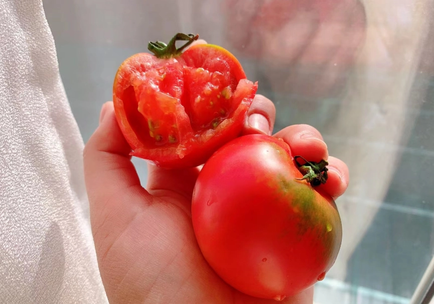 草莓番茄保存