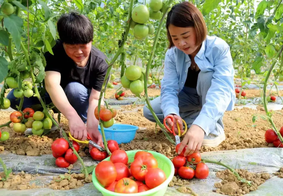 草莓番茄怎麼挑
