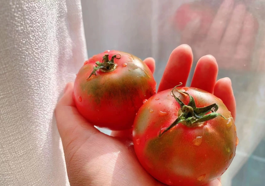 草莓番茄怎麼挑