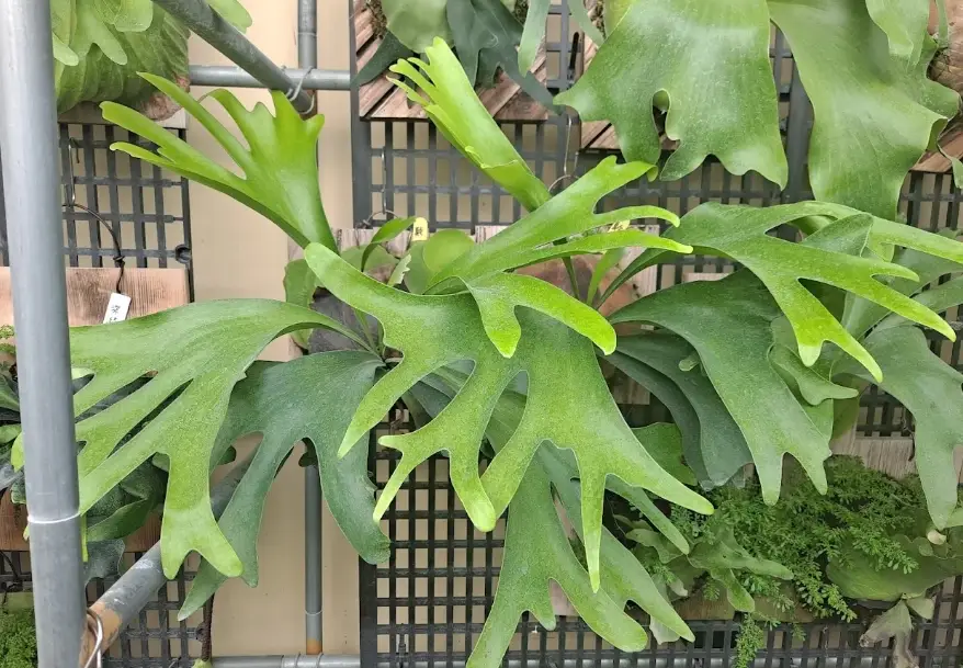 鹿角蕨芽點 鹿角蕨芽點