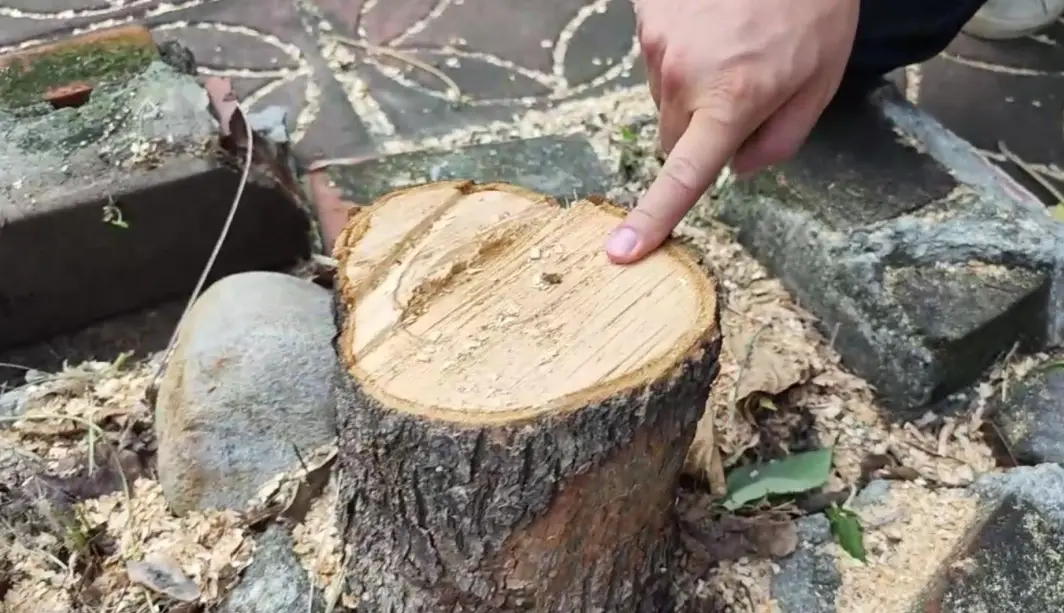 砍樹申請