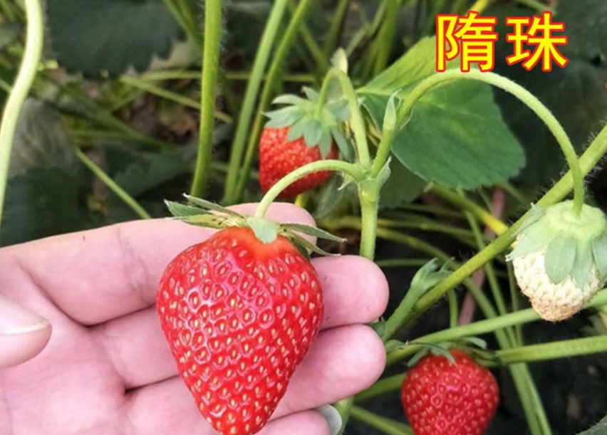 豐香 香水 草莓 差別 豐香 香水 草莓 差別