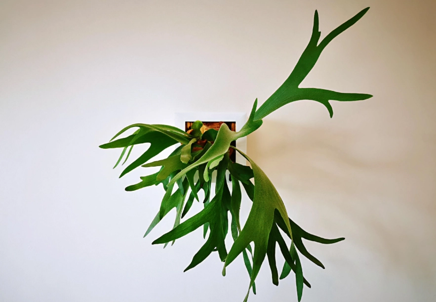鹿角蕨芽點 鹿角蕨芽點