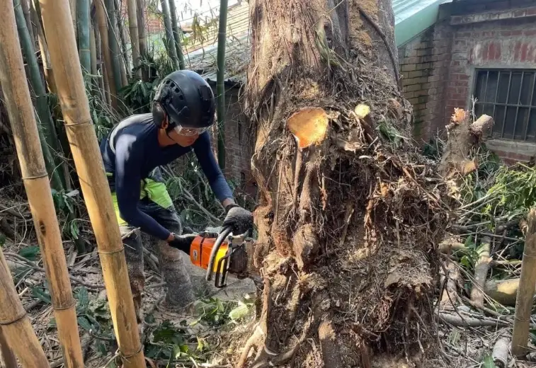 樹木修剪