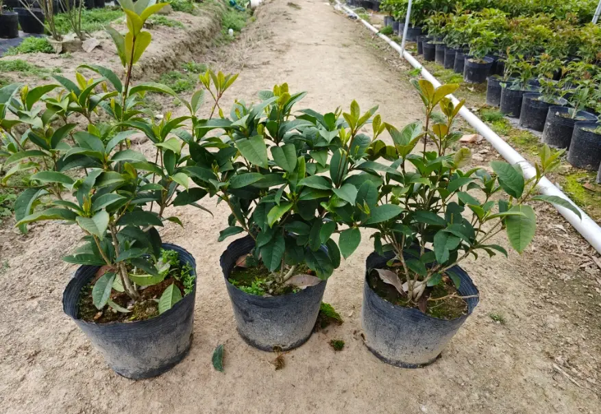 四季桂盆栽照顧