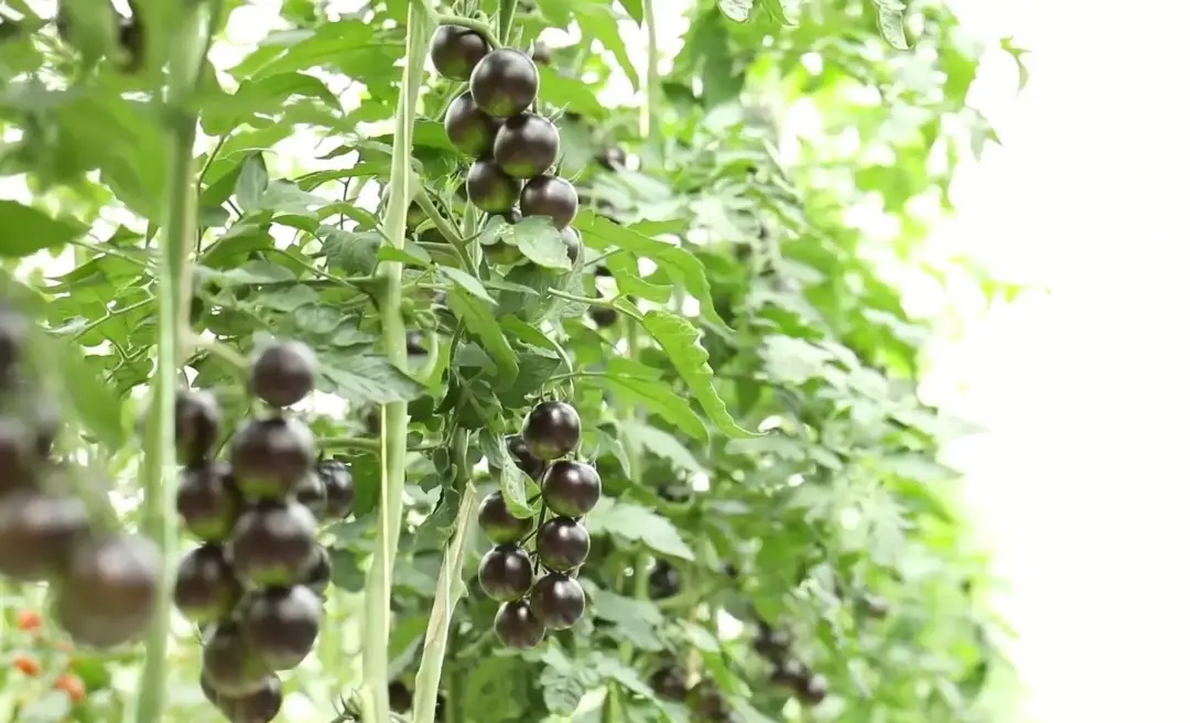 紫色番茄種植