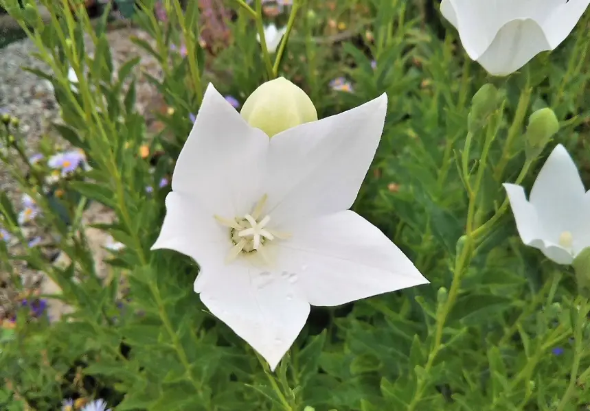 送花禁忌