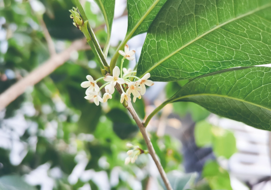 桂花不開花原因