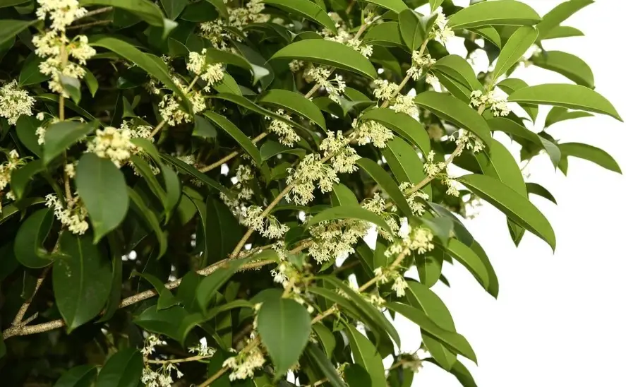 桂花不開花原因