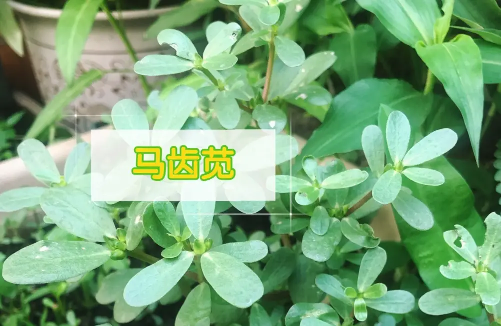 土人參 土人參