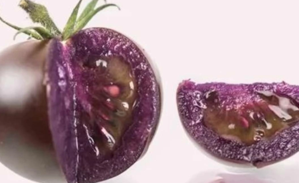 紫色番茄種植