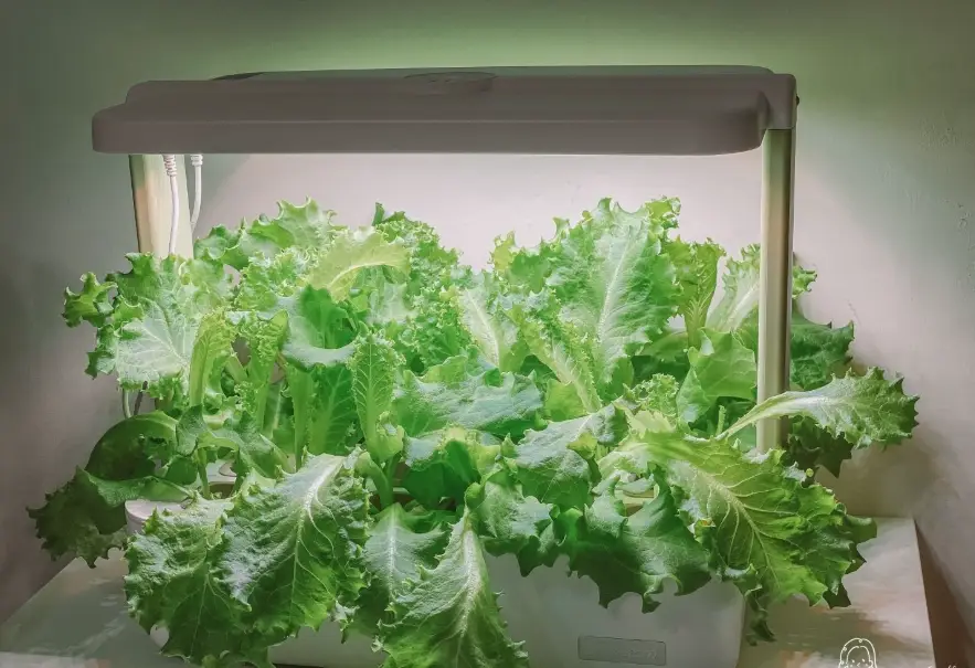 水耕EC值