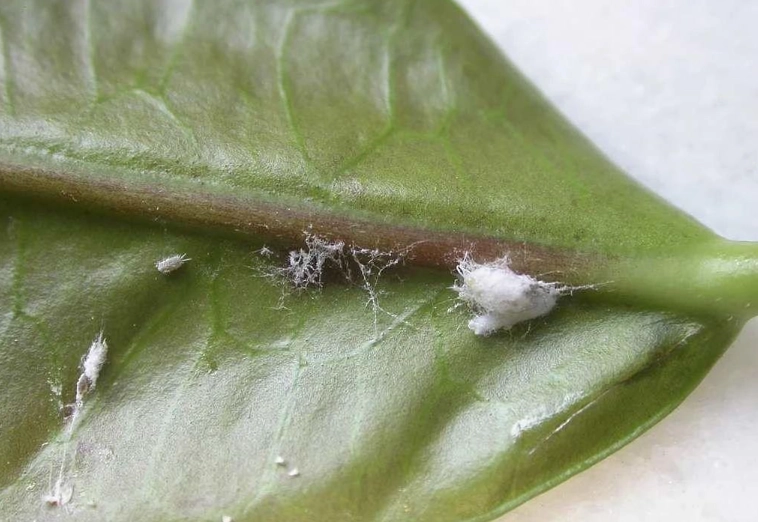 粉介殼蟲 根除