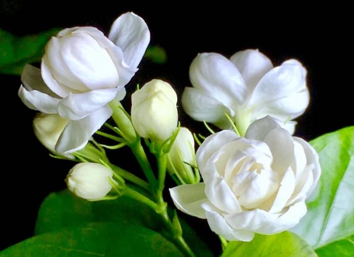 茉莉花花語