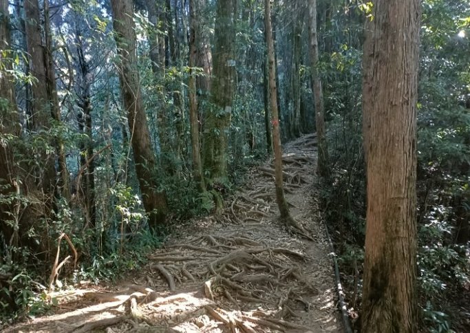 金柑樹山 金柑樹山