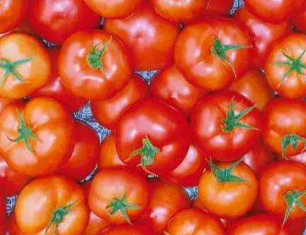 台灣牛番茄種植