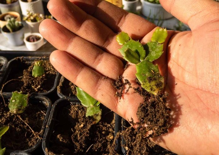 仙人掌養護 仙人掌養護