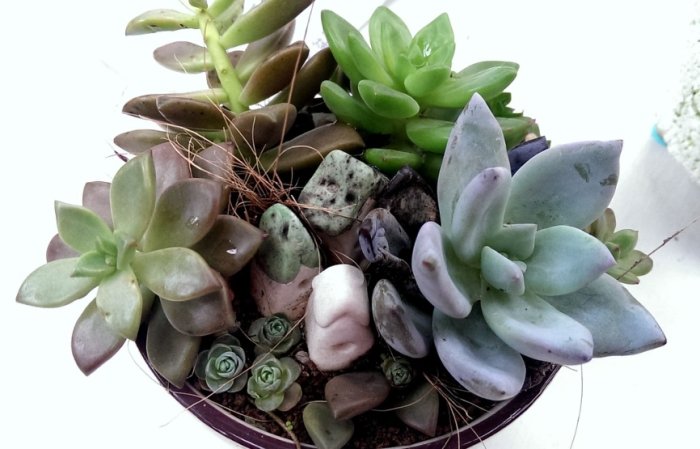 石蓮花養護 石蓮花養護